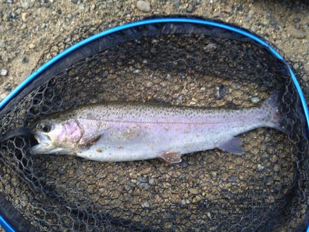 クランクベイトに好反応